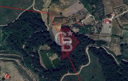 Yatırımlık Bağ Evi Yapılabilecek 8470m2 İncir Bahçesi
