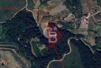 Yatırımlık Bağ Evi Yapılabilecek 8470m2 İncir Bahçesi - 4 - 333600