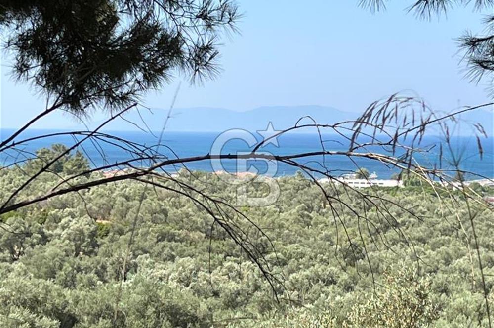 Ayvalıkta Deniz Manzaralı Eşsiz Konumlu 12.026 m² Zeytinlik