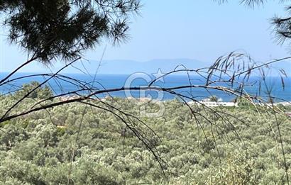 Ayvalıkta Deniz Manzaralı Eşsiz Konumlu 12.026 m² Zeytinlik