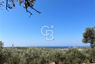 Ayvalıkta Deniz Manzaralı Eşsiz Konumlu 12.026 m² Zeytinlik - 8 - 333743