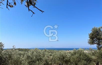 Ayvalıkta Deniz Manzaralı Eşsiz Konumlu 12.026 m² Zeytinlik