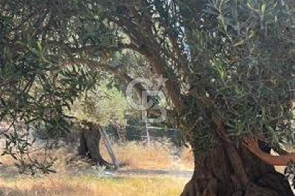 Ayvalıkta Deniz Manzaralı Eşsiz Konumlu 12.026 m² Zeytinlik