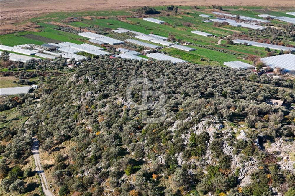 CB GİZ'DEN KAŞ ÇAYKÖY'DE DENİZ MANZARALI SATILIK ZEYTİNLİK