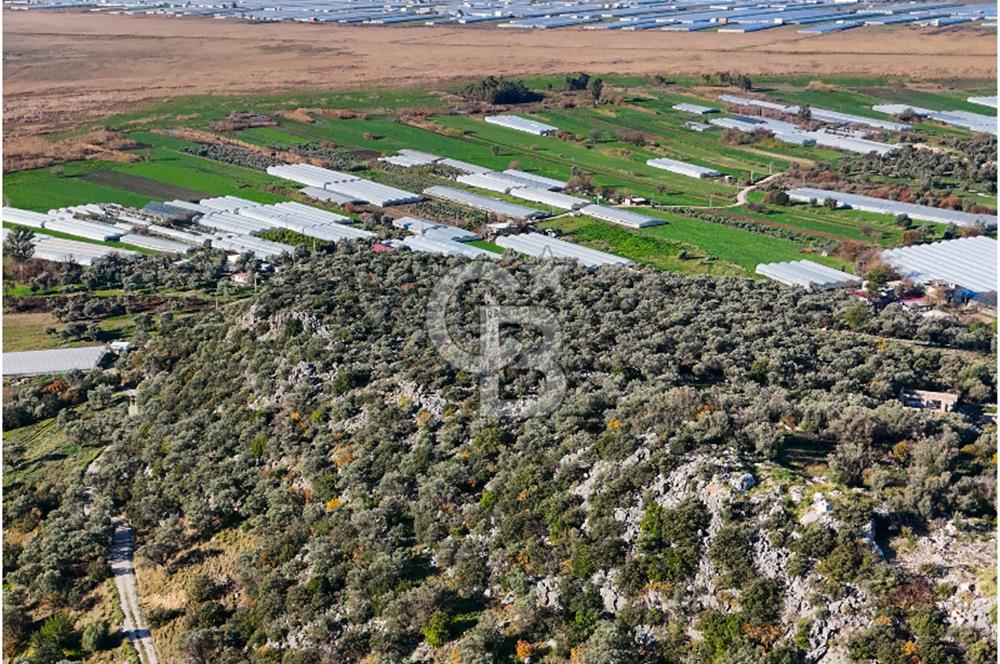 CB GİZ'DEN KAŞ ÇAYKÖY'DE DENİZ MANZARALI SATILIK ZEYTİNLİK