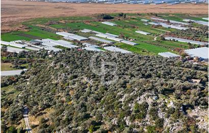 CB GİZ'DEN KAŞ ÇAYKÖY'DE DENİZ MANZARALI SATILIK ZEYTİNLİK