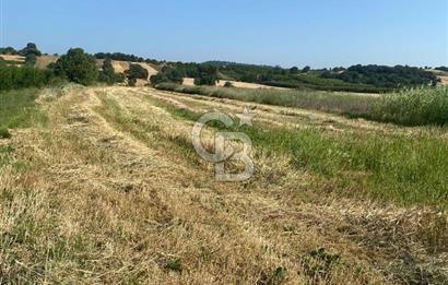 ÇANAKKALE LAPSEKİ KANGIRLI'DA BOĞAZ MANZARALI SATILIK TARLA