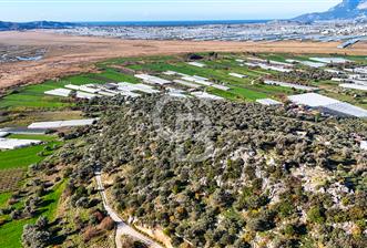 CB GİZ'DEN KAŞ ÇAYKÖY'DE DENİZ MANZARALI SATILIK ZEYTİNLİK - 3 - 333804