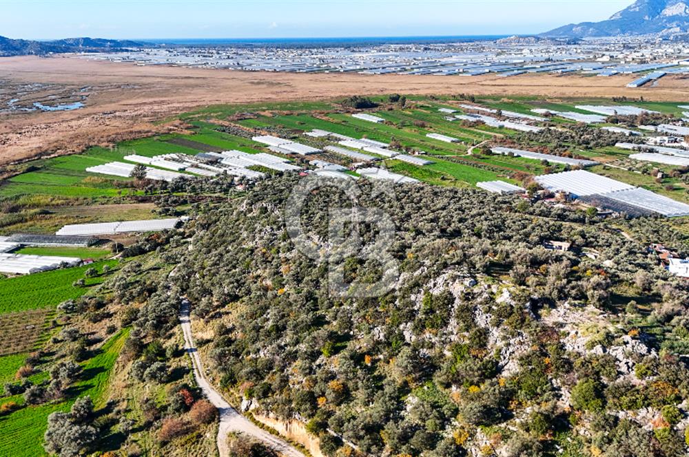 CB GİZ'DEN KAŞ ÇAYKÖY'DE DENİZ MANZARALI SATILIK ZEYTİNLİK