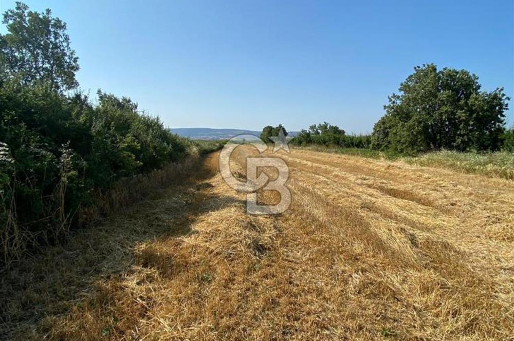 ÇANAKKALE LAPSEKİ KANGIRLI'DA BOĞAZ MANZARALI SATILIK TARLA