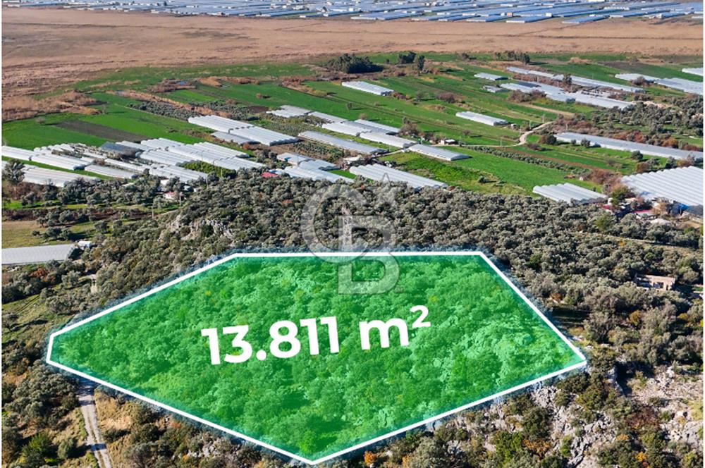 CB GİZ'DEN KAŞ ÇAYKÖY'DE DENİZ MANZARALI SATILIK ZEYTİNLİK