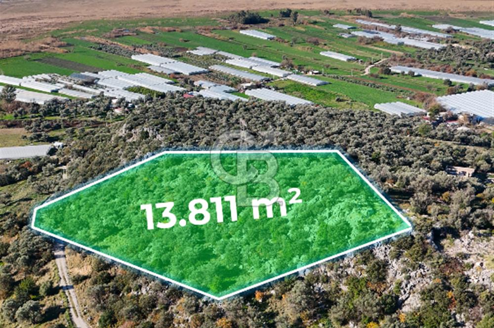 CB GİZ'DEN KAŞ ÇAYKÖY'DE DENİZ MANZARALI SATILIK ZEYTİNLİK