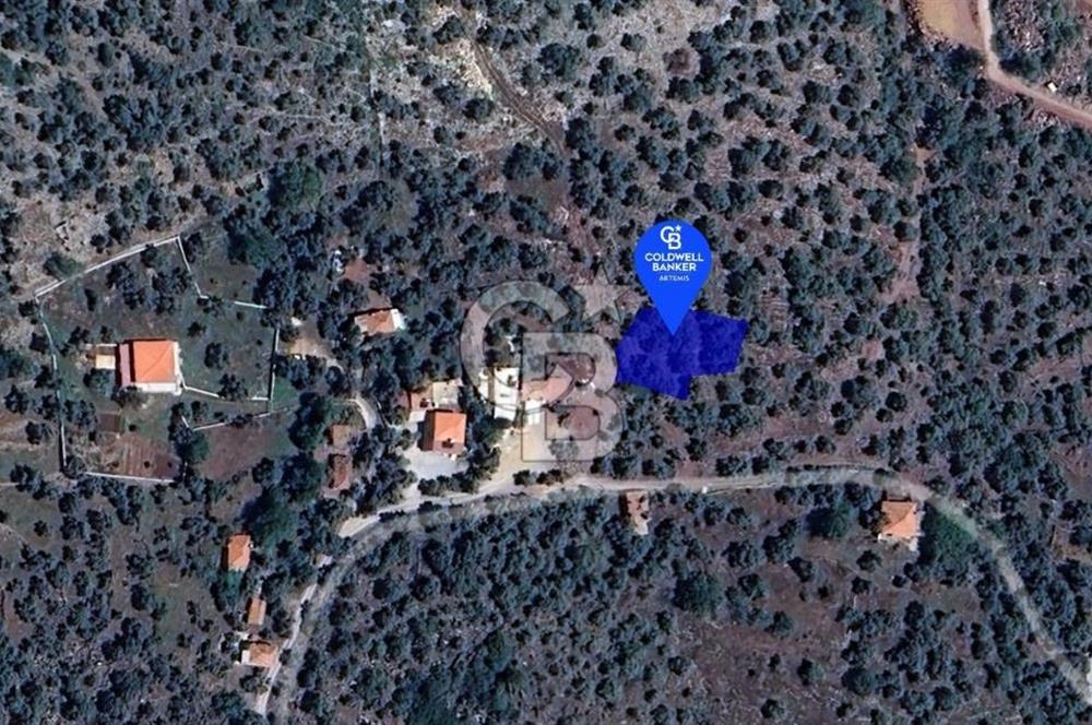 Milas Kalınağıl Köyiçi Satılık Zeytinlik