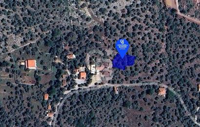 Milas Kalınağıl Köyiçi Satılık Zeytinlik