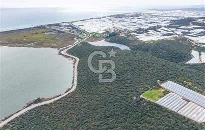 DEMRE BEYMELEK DE CB ARDEN DEN FULL DENİZ MANZARALI SATILIK ZEYTİNLİK