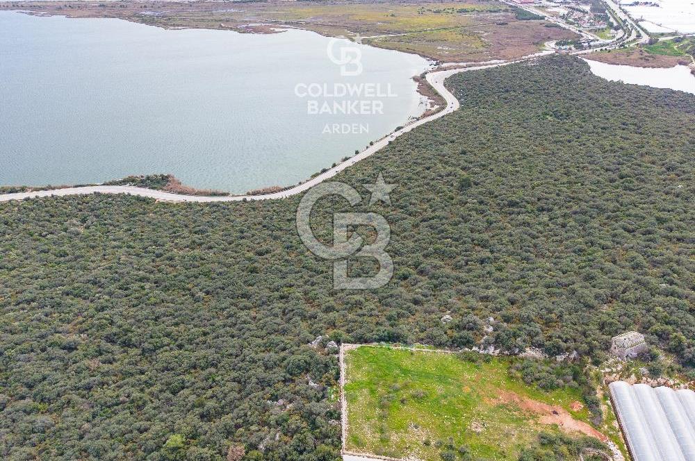 DEMRE BEYMELEK DE CB ARDEN DEN FULL DENİZ MANZARALI SATILIK ZEYTİNLİK