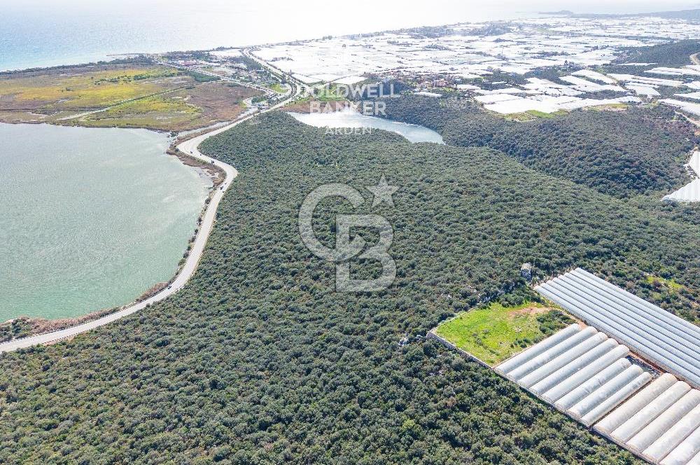 DEMRE BEYMELEK DE CB ARDEN DEN FULL DENİZ MANZARALI SATILIK ZEYTİNLİK