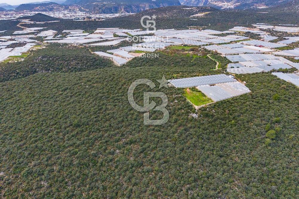 DEMRE BEYMELEK DE CB ARDEN DEN FULL DENİZ MANZARALI SATILIK ZEYTİNLİK