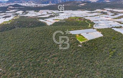 DEMRE BEYMELEK DE CB ARDEN DEN FULL DENİZ MANZARALI SATILIK ZEYTİNLİK