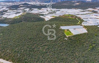 DEMRE BEYMELEK DE CB ARDEN DEN FULL DENİZ MANZARALI SATILIK ZEYTİNLİK