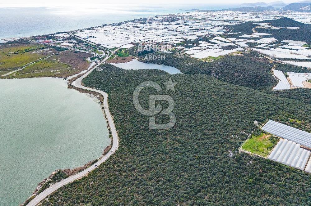 DEMRE BEYMELEK DE CB ARDEN DEN FULL DENİZ MANZARALI SATILIK ZEYTİNLİK