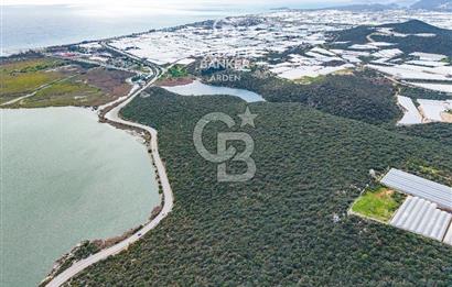 DEMRE BEYMELEK DE CB ARDEN DEN FULL DENİZ MANZARALI SATILIK ZEYTİNLİK