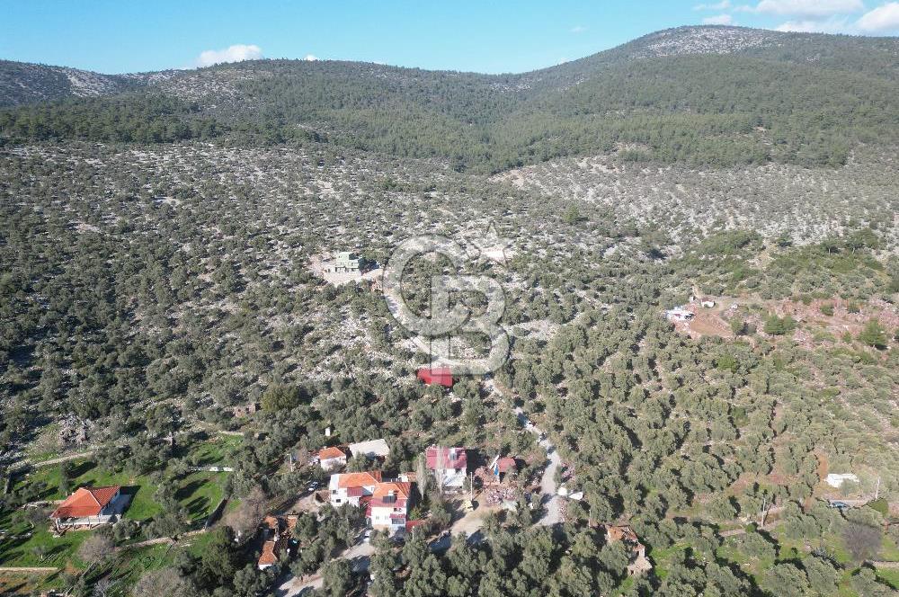 Milas Kalınağıl Köyiçi Satılık Zeytinlik