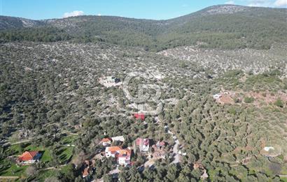 Milas Kalınağıl Köyiçi Satılık Zeytinlik