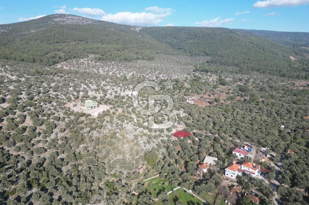 Milas Kalınağıl Satılık Bakımlı Zeytinlik ve Ev