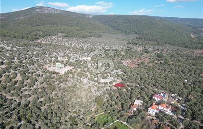 Milas Kalınağıl Satılık Bakımlı Zeytinlik ve Ev