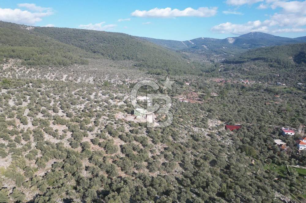 Milas Kalınağıl Satılık Bakımlı Zeytinlik ve Ev