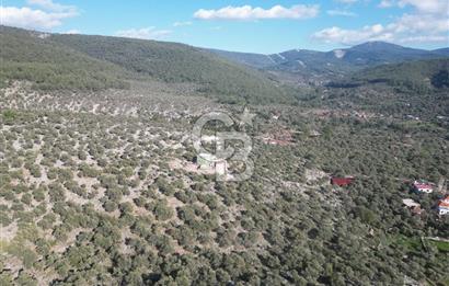 Milas Kalınağıl Satılık Bakımlı Zeytinlik ve Ev