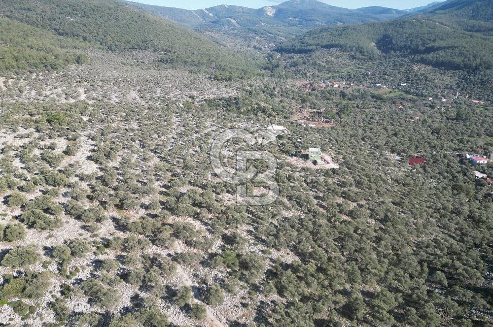 Milas Kalınağıl Satılık Bakımlı Zeytinlik ve Ev