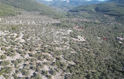 Milas Kalınağıl Satılık Bakımlı Zeytinlik ve Ev