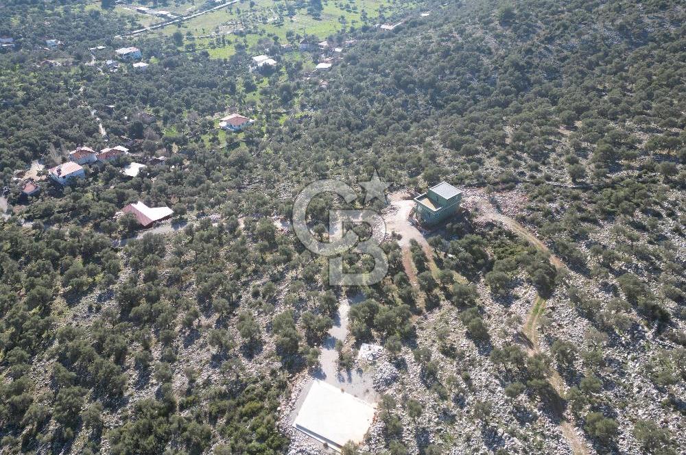 Milas Kalınağıl Satılık Bakımlı Zeytinlik ve Ev