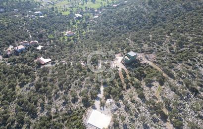 Milas Kalınağıl Satılık Bakımlı Zeytinlik ve Ev