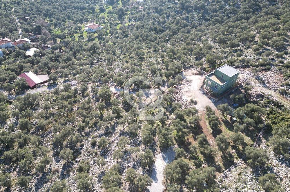 Milas Kalınağıl Satılık Bakımlı Zeytinlik ve Ev