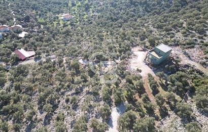 Milas Kalınağıl Satılık Bakımlı Zeytinlik ve Ev