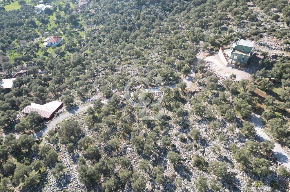 Milas Kalınağıl Satılık Bakımlı Zeytinlik ve Ev