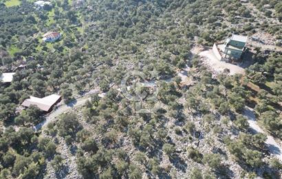 Milas Kalınağıl Satılık Bakımlı Zeytinlik ve Ev