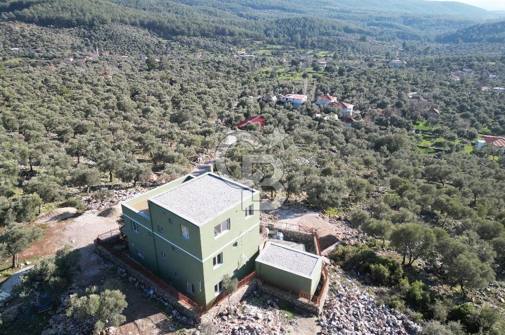 Milas Kalınağıl Satılık Bakımlı Zeytinlik ve Ev