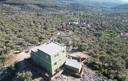 Milas Kalınağıl Satılık Bakımlı Zeytinlik ve Ev