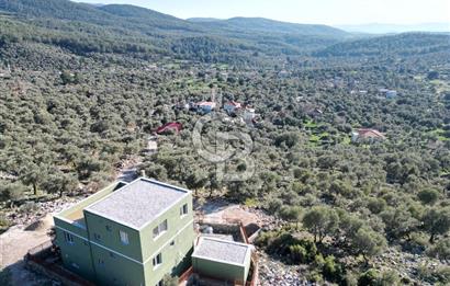 Milas Kalınağıl Satılık Bakımlı Zeytinlik ve Ev