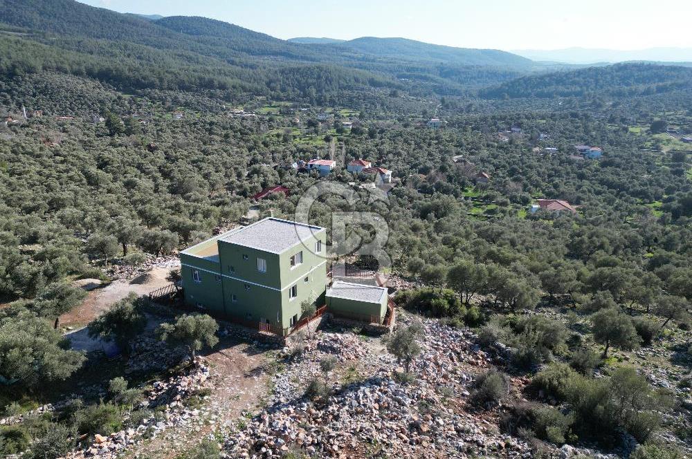 Milas Kalınağıl Satılık Bakımlı Zeytinlik ve Ev