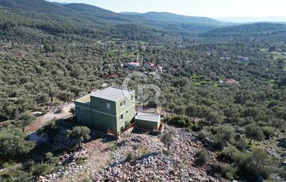 Milas Kalınağıl Satılık Bakımlı Zeytinlik ve Ev