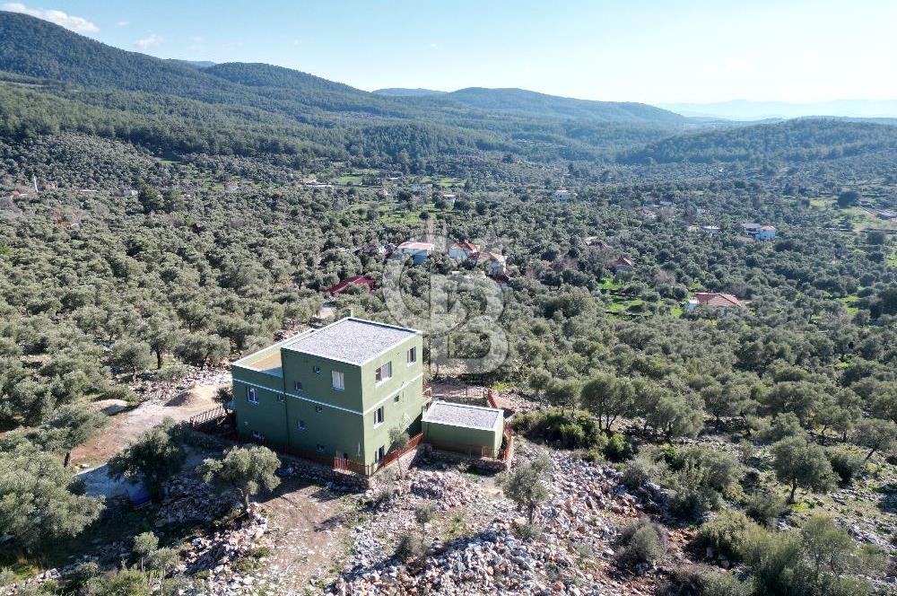 Milas Kalınağıl Satılık Bakımlı Zeytinlik ve Ev