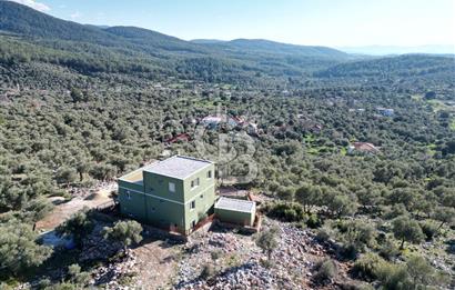 Milas Kalınağıl Satılık Bakımlı Zeytinlik ve Ev