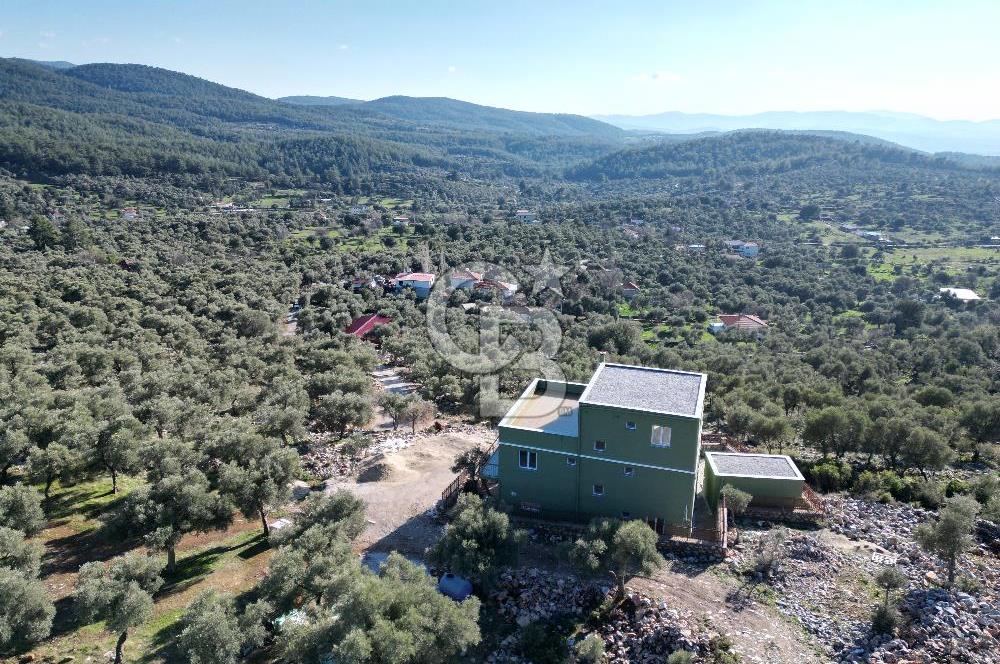 Milas Kalınağıl Satılık Bakımlı Zeytinlik ve Ev