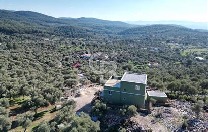 Milas Kalınağıl Satılık Bakımlı Zeytinlik ve Ev