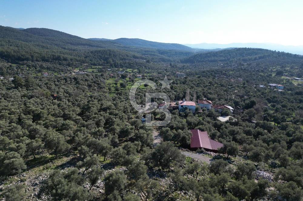 Milas Kalınağıl Köyiçi Satılık Zeytinlik